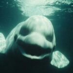 Hack.bg Skunkworks and Deep Dives